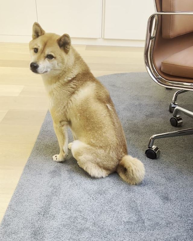 Tsu, the firm’s Shiba Inu, sitting on the rug at the rue Serpente office